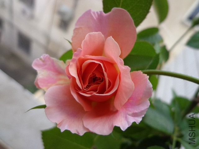 DSC04980.JPG