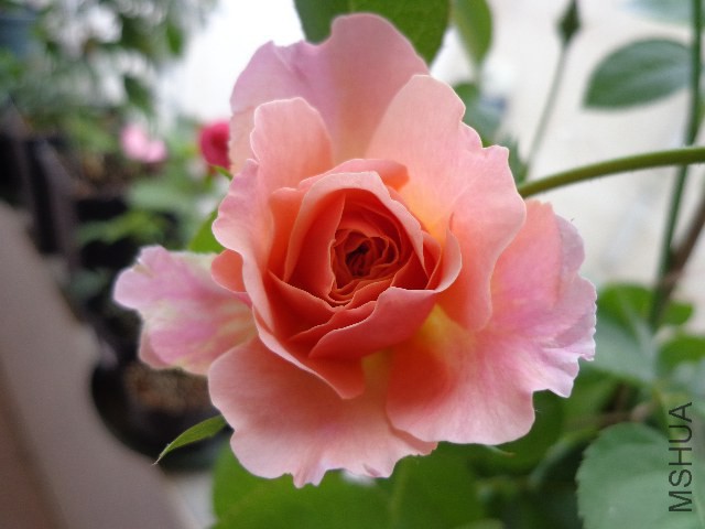 DSC04984.JPG