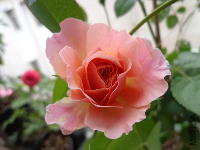 DSC04983.JPG