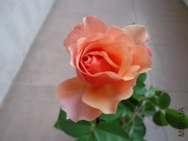 DSC04985.JPG