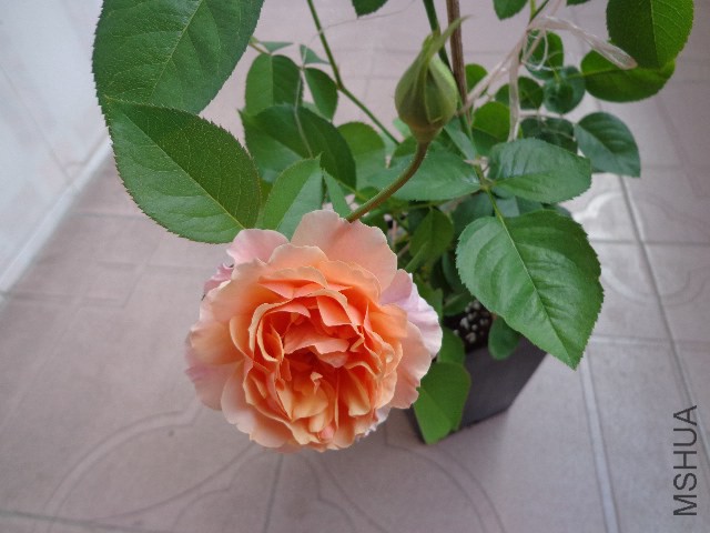 DSC04986.JPG