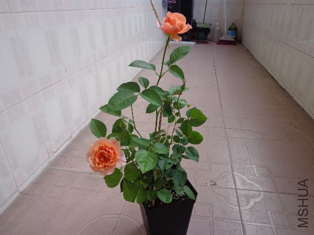 DSC04987.JPG