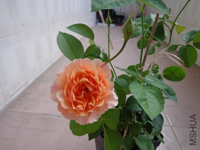 DSC04988.JPG