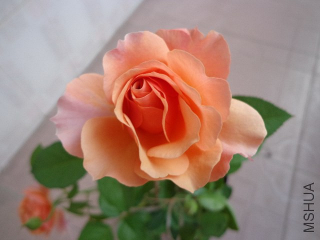 DSC04989.JPG
