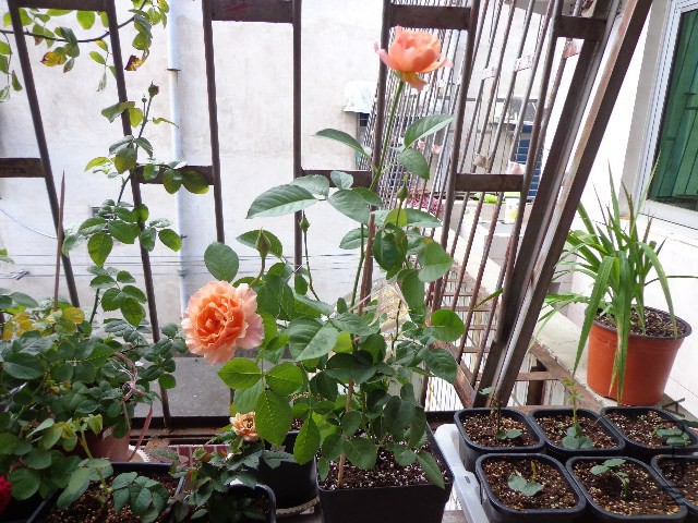 DSC04990.JPG