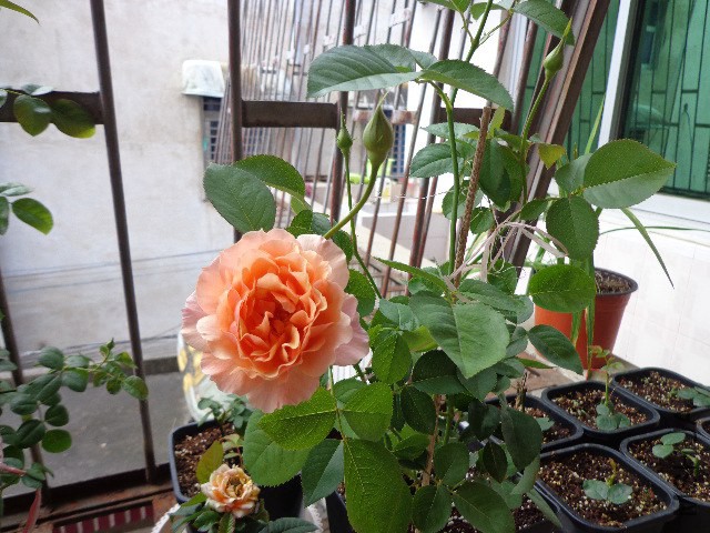 DSC04991.JPG