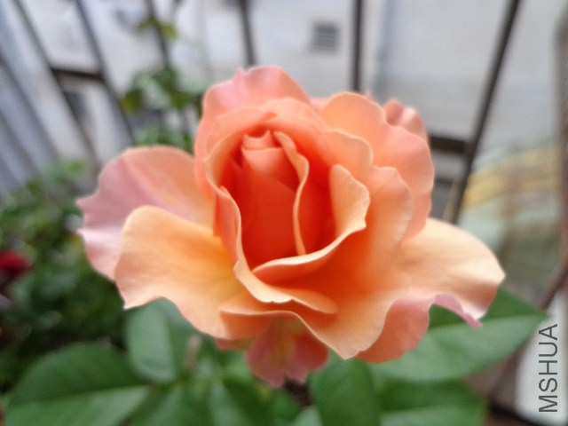 DSC04992.JPG