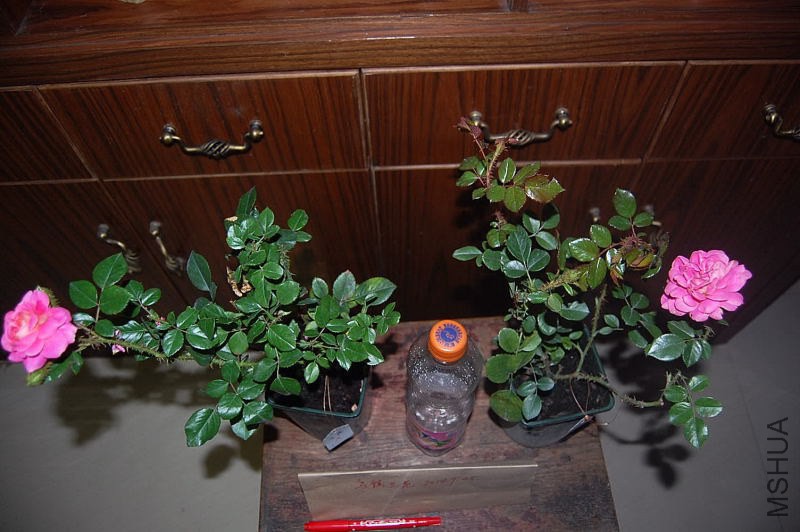 DSC_00120012.JPG