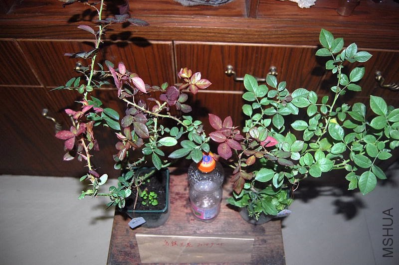 DSC_00200020.JPG