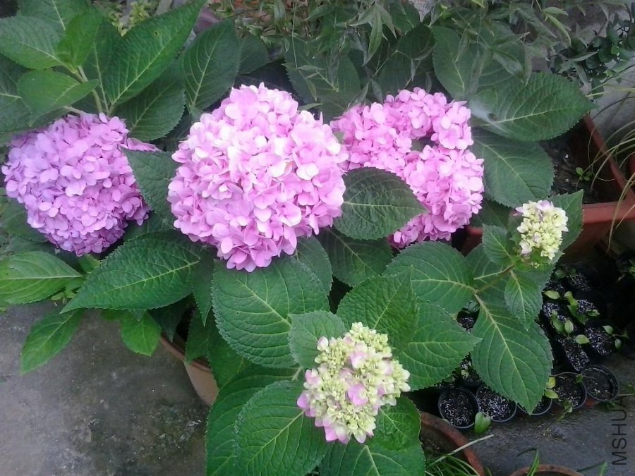 20140925_074221.jpg
