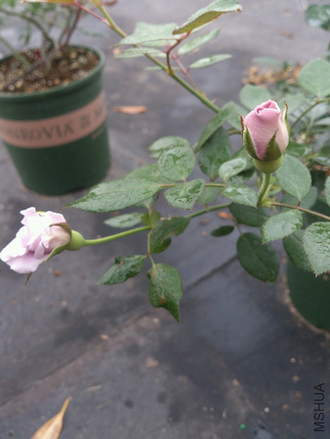 QQͼƬ20140925092259.jpg