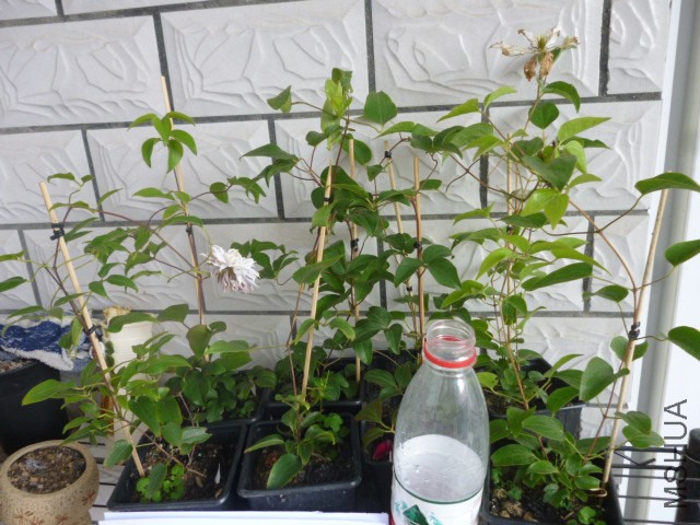 P1050256.jpg
