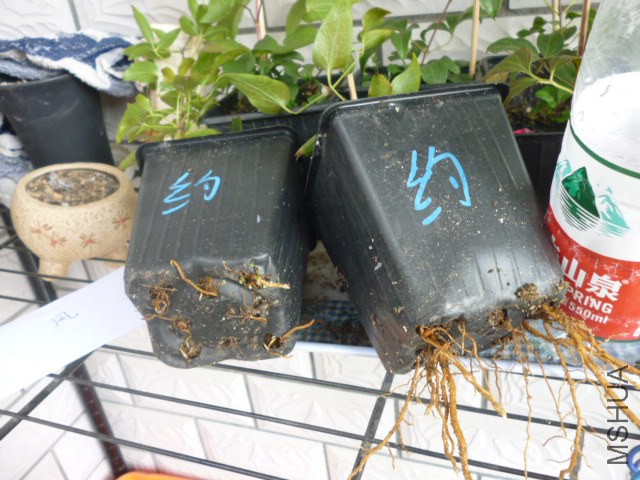 P1050258.jpg