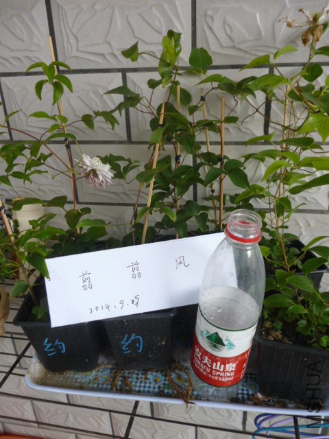 P1050257.jpg