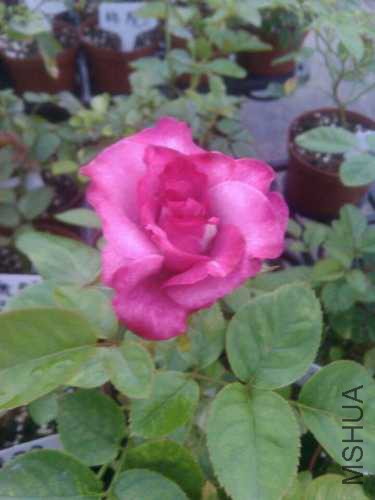 23a98eed2cd622e4.jpg