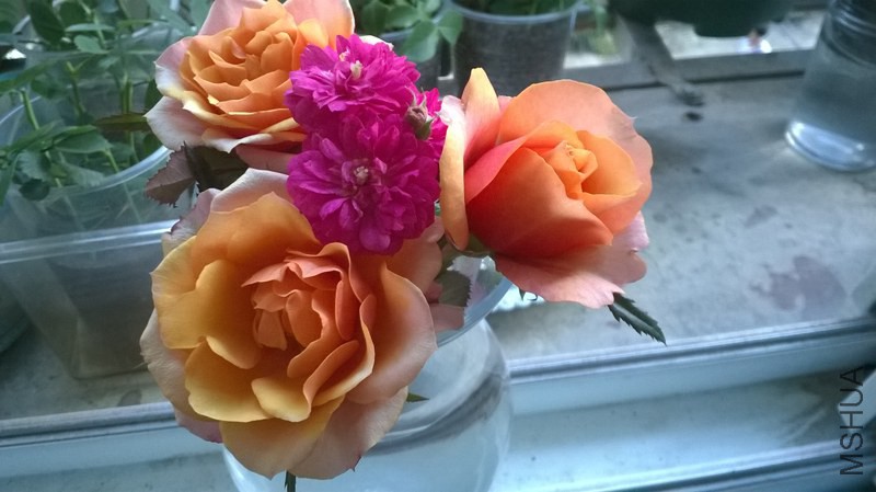 WP_20140922_009(1).jpg