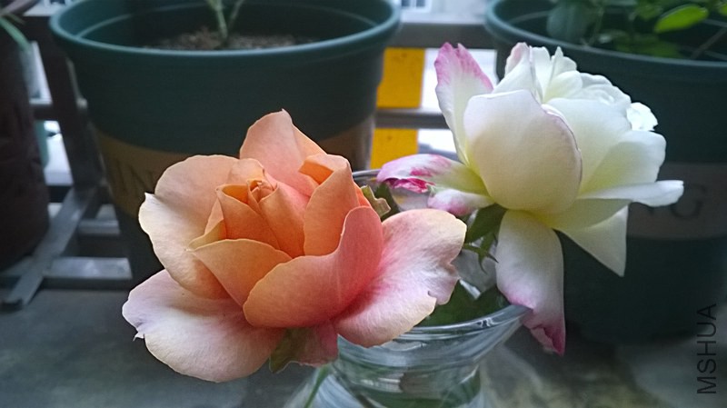 WP_20140925_002(1).jpg