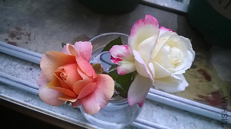 WP_20140925_004(1).jpg