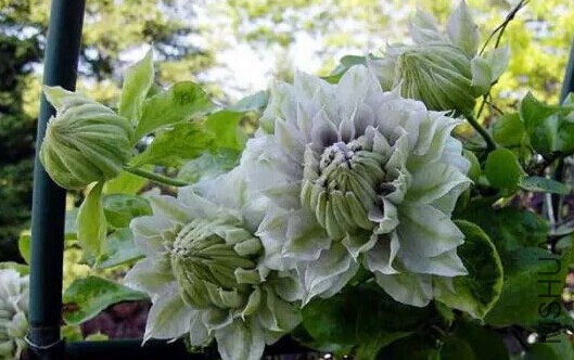 QQͼƬ20140926105153.jpg