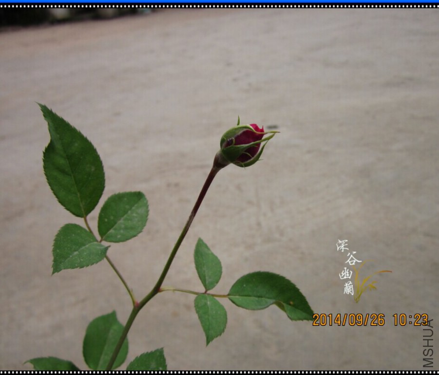 QQͼƬ20140926110739.jpg