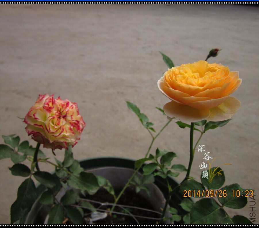 QQͼƬ20140926110659.jpg