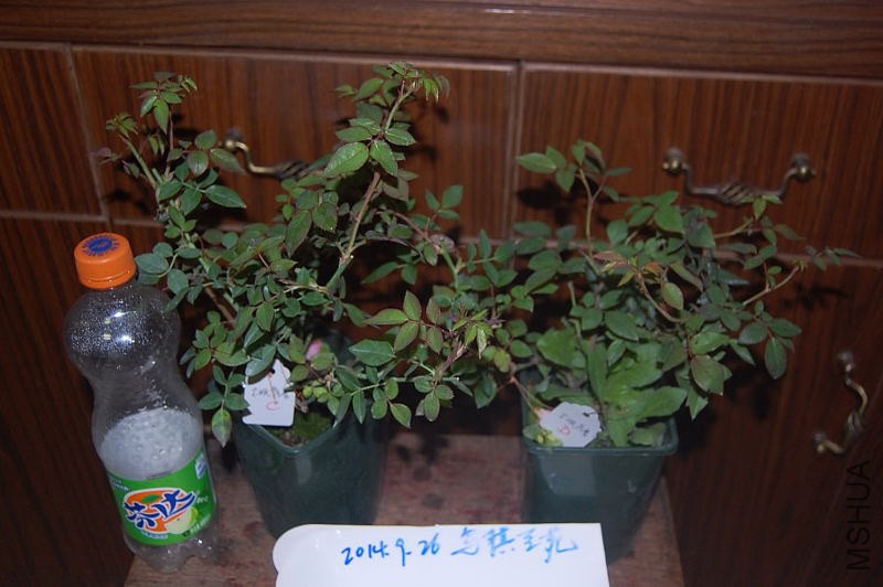 DSC_00010001.JPG