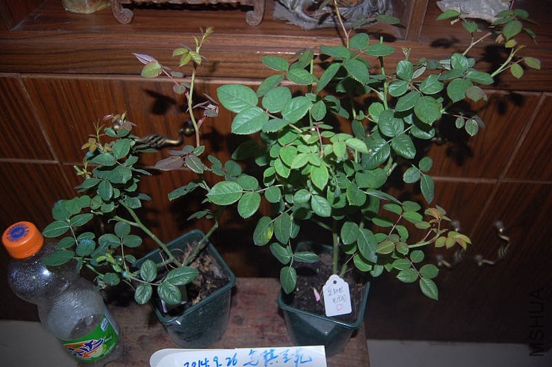 DSC_00040004.JPG