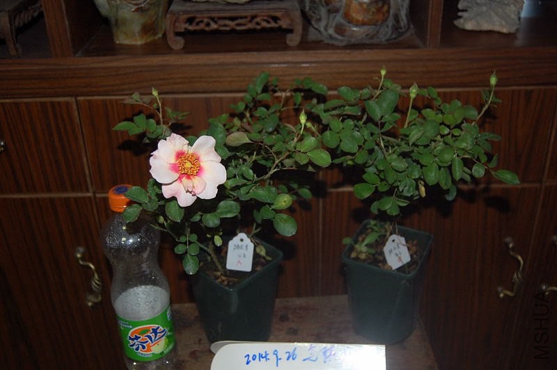 DSC_00050005.JPG