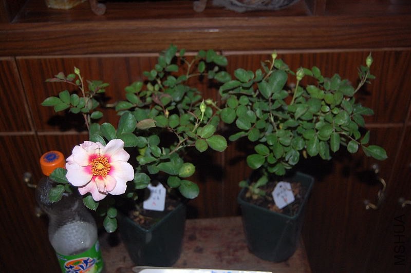 DSC_00060006.JPG