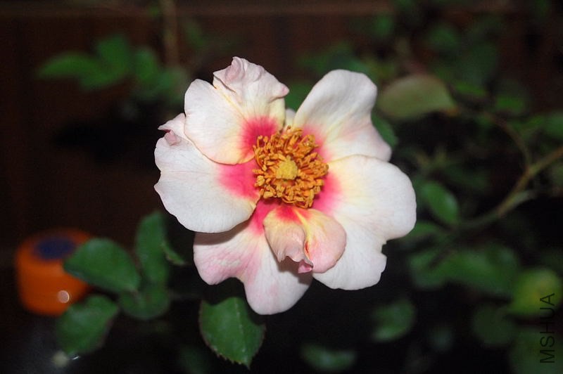 DSC_00070007.JPG