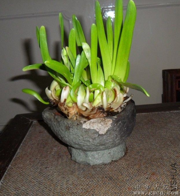 Gucn_2011022396144133644Pic1.jpg