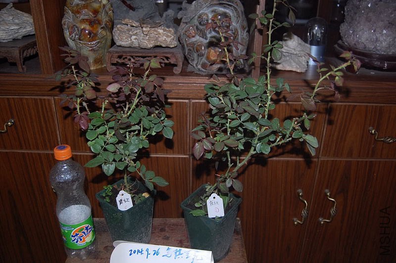 DSC_00120012.JPG