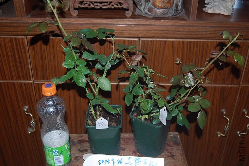 DSC_00180018.JPG