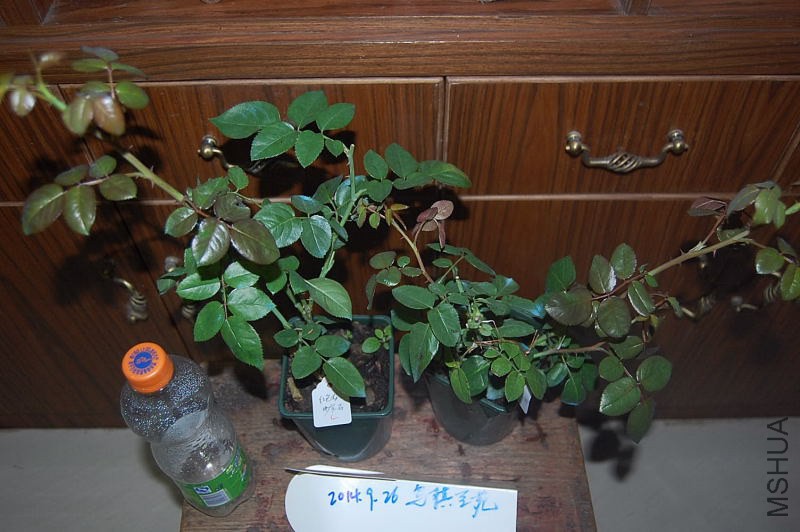 DSC_00190019.JPG