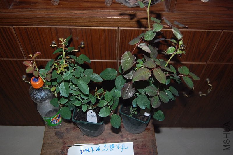 DSC_00230023.JPG