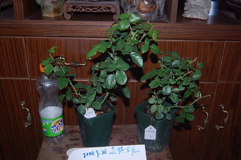 DSC_00240024.JPG