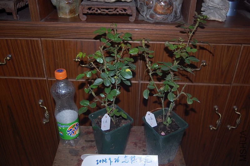 DSC_00260026.JPG
