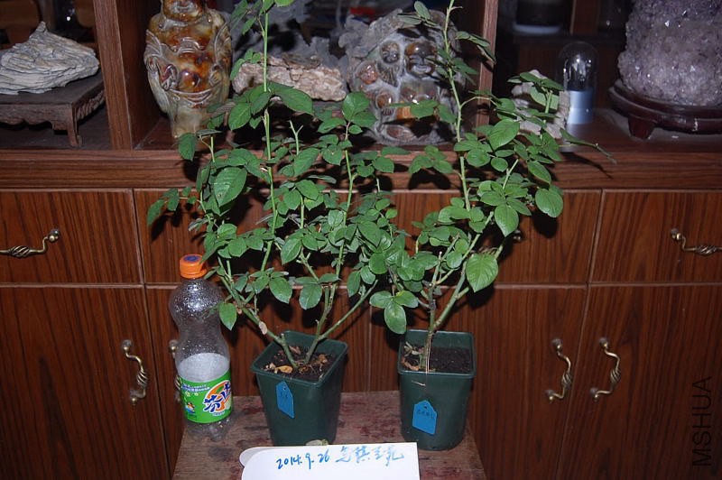 DSC_00280028.JPG