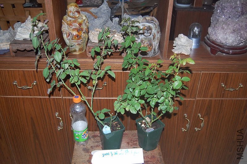 DSC_00300030.JPG