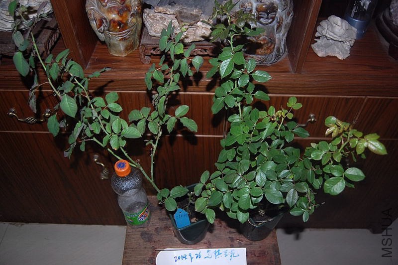 DSC_00310031.JPG
