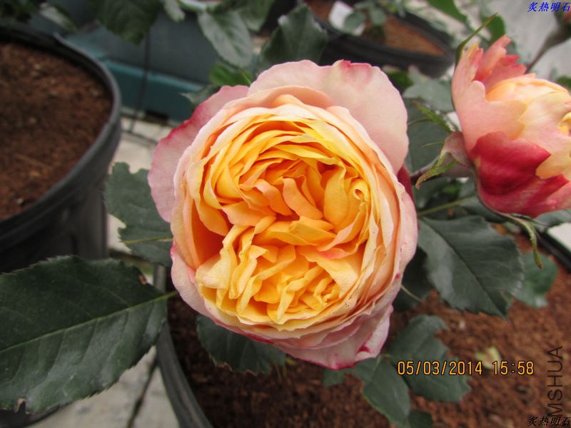 IMG_3160_nEO_IMG.jpg
