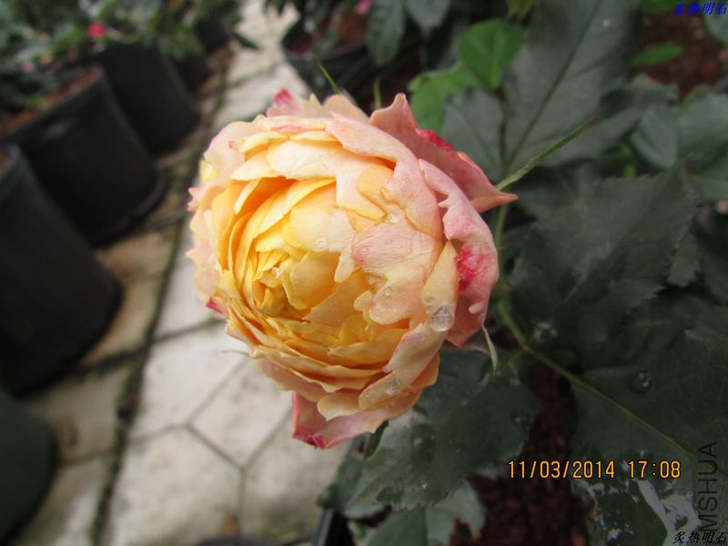 IMG_3562_nEO_IMG.jpg