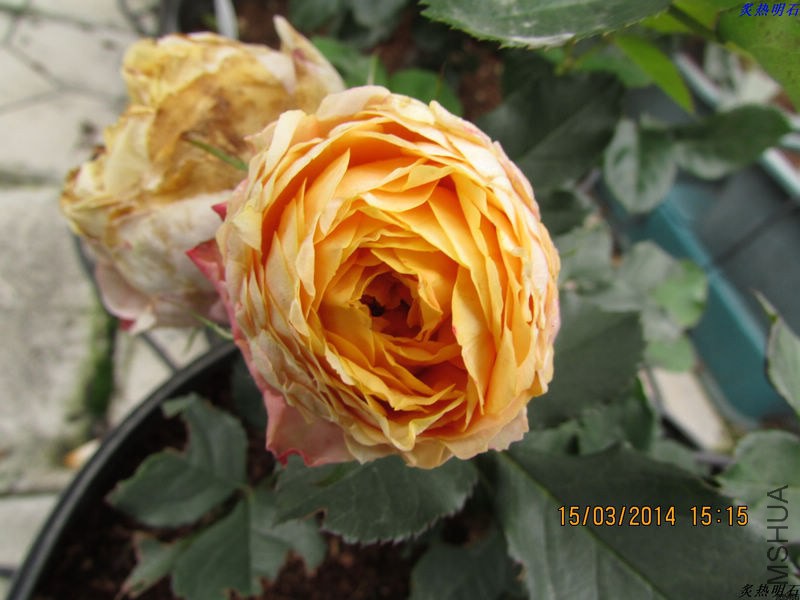IMG_3682_nEO_IMG.jpg