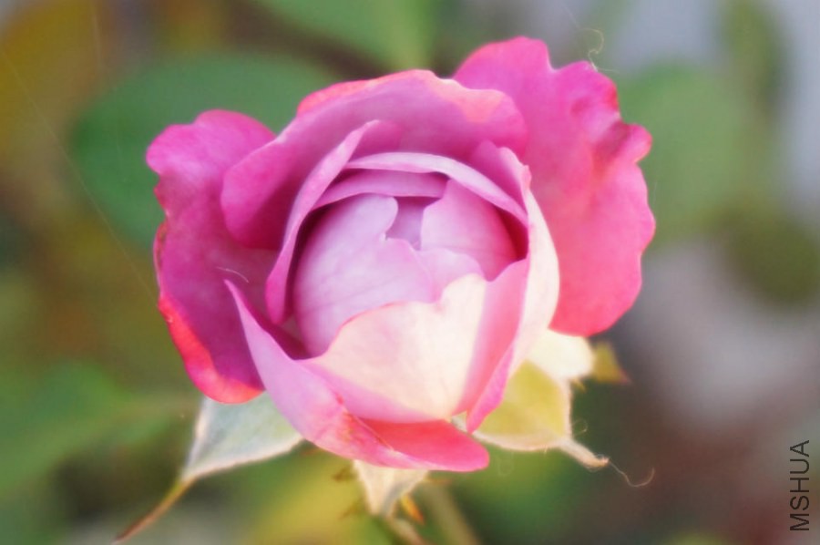 ��֬��ˮ����ϲ���������������׺ڰ��Ҳ��ò����˺ܶ໨������