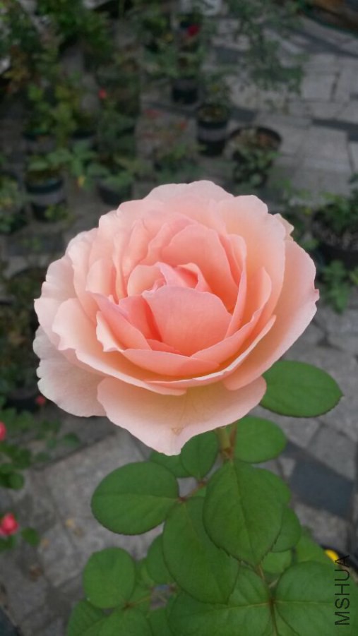 F65D7D3CC6867E60CE480245DB513FAE.jpg