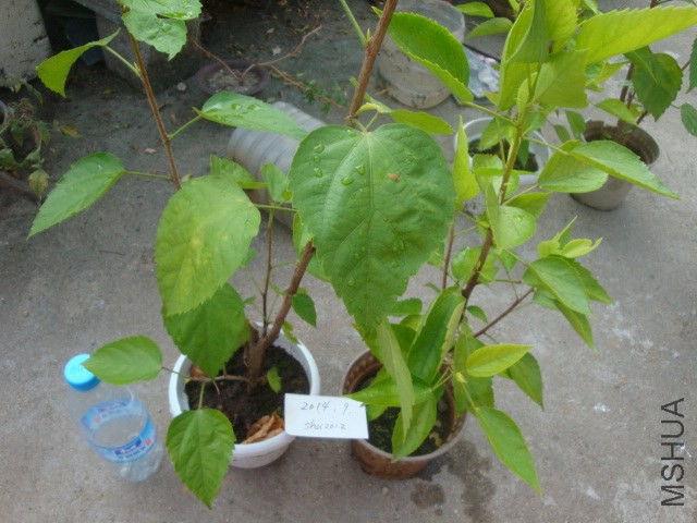 DSC06011.JPG