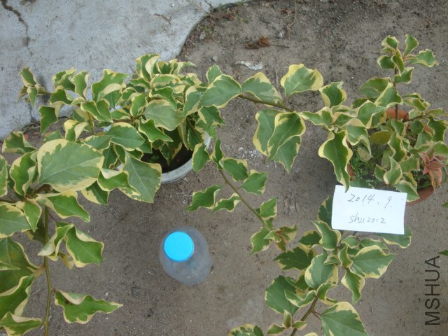 DSC06013.JPG