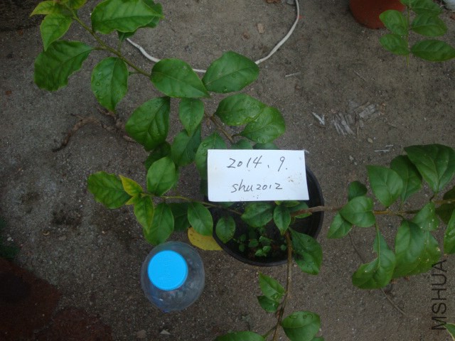 DSC06014.JPG