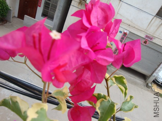 DSC04254.JPG