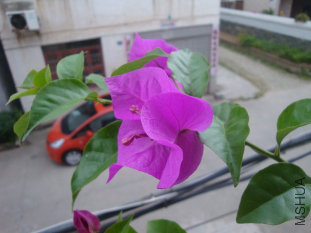 DSC06007.JPG